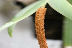 Oberonia chandrasekharanii